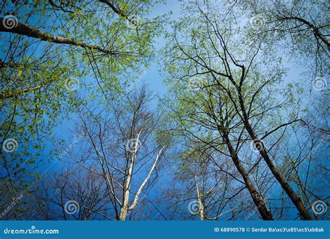 Naked Trees Stock Photo Image Of Nature Light Branches 68890578