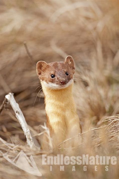 A Long Tailed Weasel Peeks Out Of Its Burrow Alongside A Rural Dirt