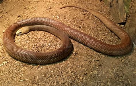 Serpiente Costera Australiana Del Taipan Imagen De Archivo Imagen De