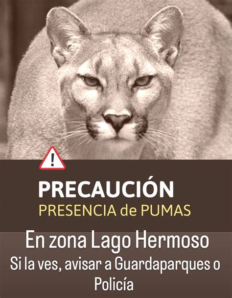 Ante La Presencia De Un Puma En La Zona Lago Hermoso Piden Suma