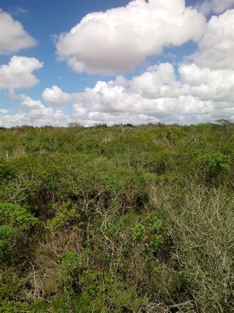 Relações entre mudanças do uso da terra e as características químicas