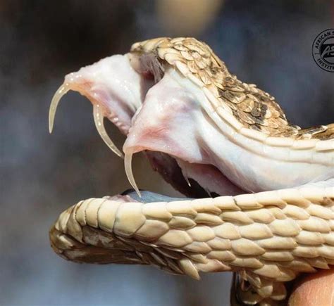 Snake Teeth And Fangs Bushguide 101