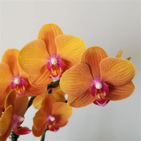 Interior Plants Home | InteriorPlants.ca