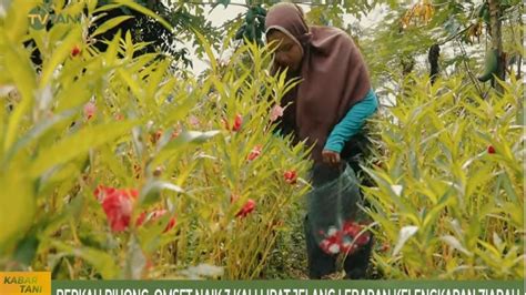 Peluang Usaha Menjanjikan Budidaya Bunga Pihong Omsetnya Meningkat Di