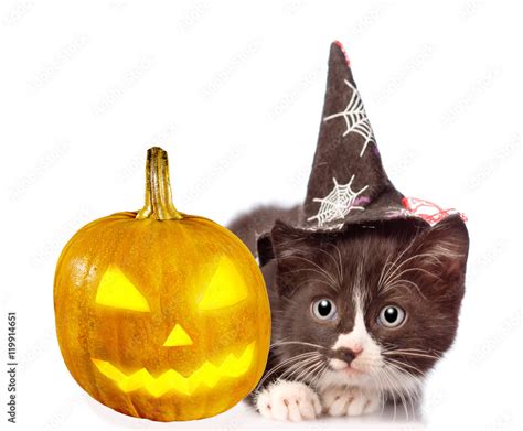 frightened kitten with witch pumpkin and hat for halloween. isolated on white Stock Photo ...