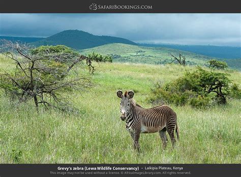 Laikipia Plateau Photos – Images & Pictures