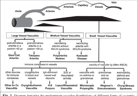 Table I From The Role Of Pathology In The Diagnosis Of Systemic Vasculitis Semantic Scholar