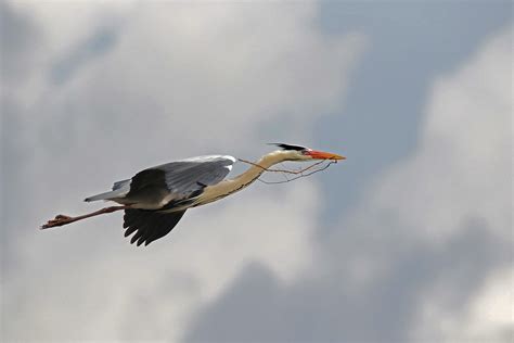 Héron Cendré Ardea Cinerea 016a8293 1 Parc Ornithologique Flickr