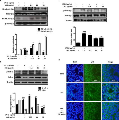 Effects Of Ace On Lps Induced Nfκb Pathway In Raw 264 7 Macrophages A