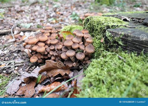 Edible Honey Fungus Armillaria Ostoyae Mushroom Stock Image - Image of ...