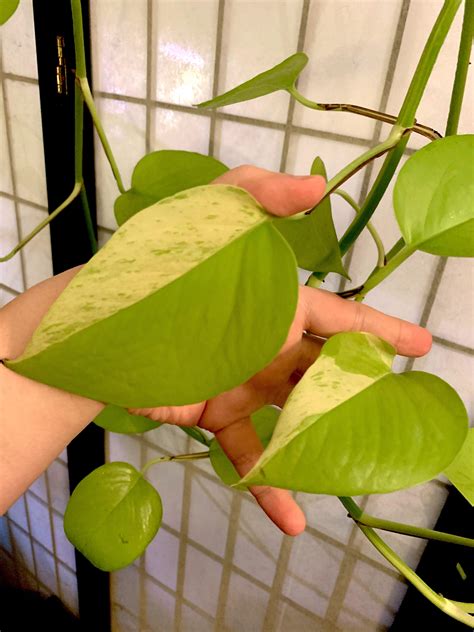 Variegated Neon Pothos Can I Propagate These Leaves To Encourage New