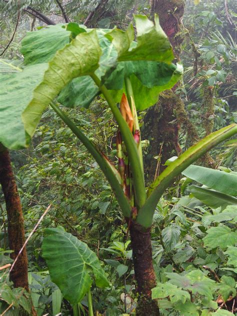 PP3100036 Araceae Monteverde Cloud Forest Preserve Costa Flickr