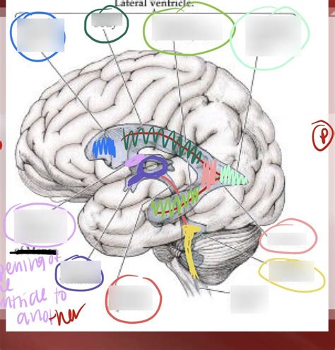 Lateral ventricle Diagram | Quizlet