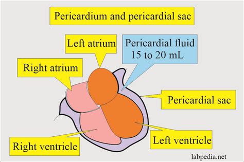 Fluid Analysis Part 7 Pericardial Fluid Analysis