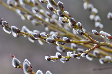 Pussy Willow Plants How To Grow Pussy Willow 2023 Masterclass Artofit