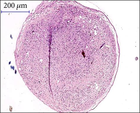 Uc Msc Chondrogenic Differentiation In Pellet Culture A Representative