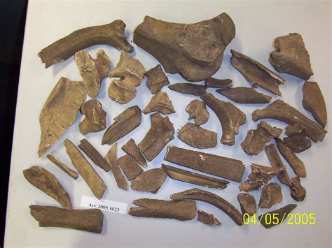 Fragments Of Large Unspecified Animal Bones Parramatta History And