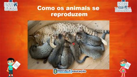 Ano Ci Ncias Como Os Animais Se Reproduzem Youtube