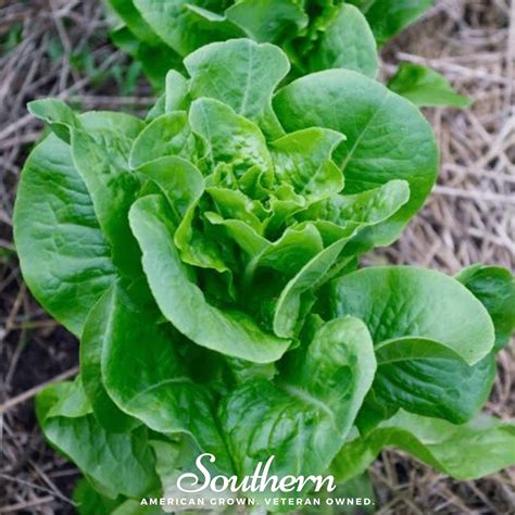 Lettuce Bibb Summer Lactuca Sativa 500 Seeds Southern Seed