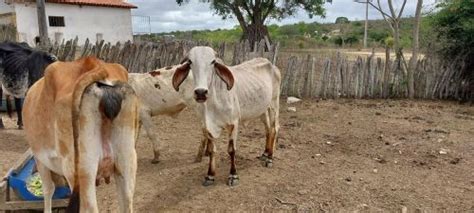 vacas e novilhas Animais para agropecuária no Brasil