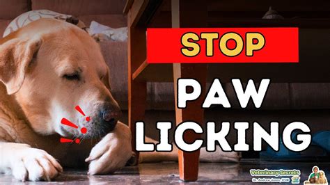 how to stop dog from licking paw