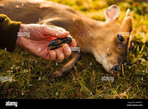 Hunter showing deer hoof Stock Photo - Alamy