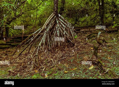 Tree With Exposed Roots In Forest In Guam With Lush Green Foliage In