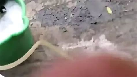 Perrita Sissy Caliente Shemale Porn XHamster