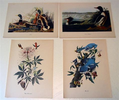 Audubon Prints