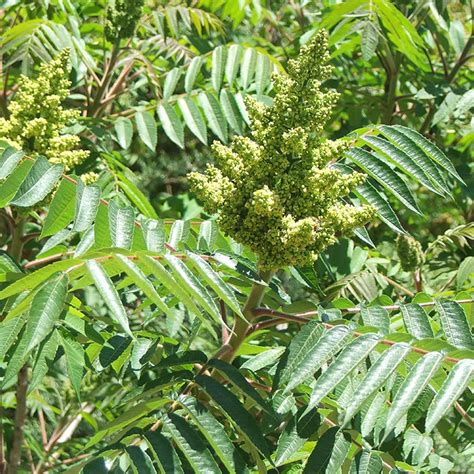 Chuxay Garden Semilla De Zumaque Liso Semillas Red Rhus Glabra