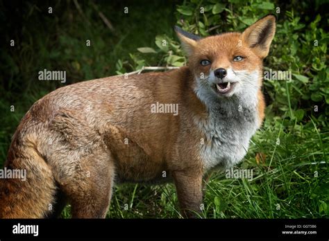 The laughing fox Stock Photo - Alamy