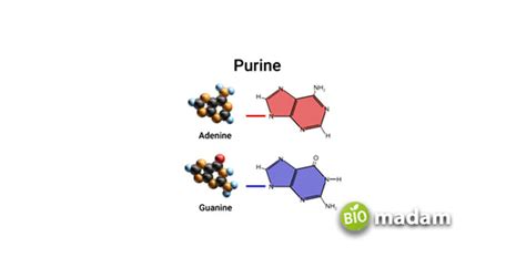 Difference Between Purine and Pyrimidine - biomadam