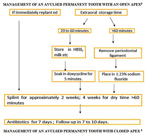 Avulsed Tooth – A Review – Biomedical and Pharmacology Journal