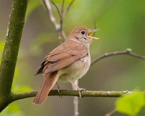 O Que Significa Rouxinol - Rouxinol - Fatos, dieta, habitat e fotos em Animalia.bio
