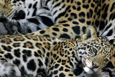 Jaguar Cubs Cute