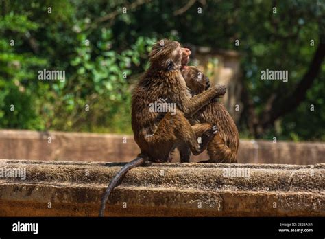 Toque Macaque Monkey Macaca Sinica Sri Lanka Stock Photo Alamy