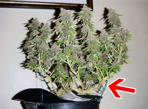 How To Grow Bigger Buds Outdoors To Get The Biggest Yield