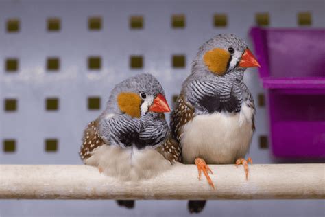 How often do finches feed their babies? – Childhoodpets.com