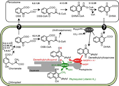 Metabolic Architecture Of Phylloquinone Biosynthesis In Plants