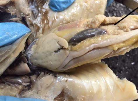 Lab 11 Flashcards | Quizlet 