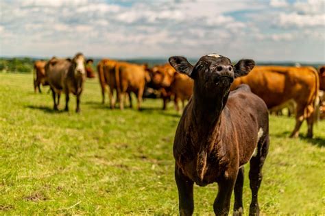 Una Manada De Ganado En Un Campo Foto Premium