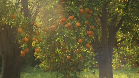 Simply Orange Tv Commercial For Simply Orange Ispottv