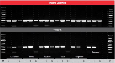 Direct Pcrphire And Phusion Kits Master Mixes Thermo Fisher