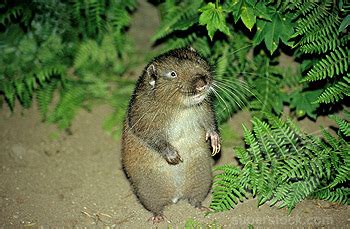 Mountain Beaver | Coniferous Forest