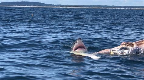 Great White Shark Spotted Off Massachusetts Coast Feeding On Dead Whale