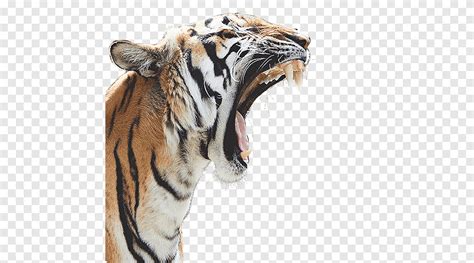 Roaring Tiger Felidae Bengal Tiger Lion Cougar Cat Tigers Roar