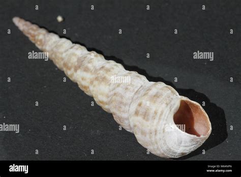 Auger Snail High Resolution Stock Photography And Images Alamy