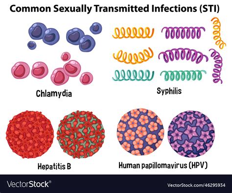 Common Sexually Transmitted Infections Sti Vector Image