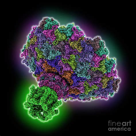 Bacteriophage Su Tail And Bottom Part By Laguna Design Science Photo