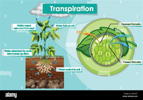 Diagram showing transpiration plant illustration Stock Vector Image & Art - Alamy